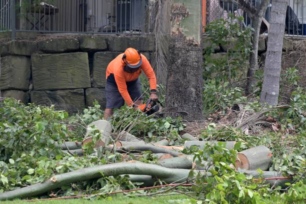 Best Tree Cabling and Bracing  in Valdez, AK